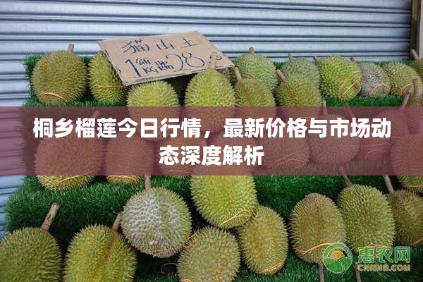 桐乡榴莲今日行情，最新价格与市场动态深度解析