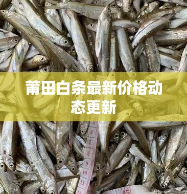 莆田白条最新价格动态更新