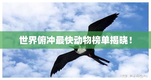 世界俯冲最快动物榜单揭晓！