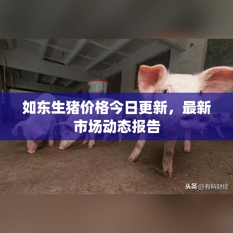 如东生猪价格今日更新，最新市场动态报告