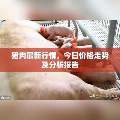 猪肉最新行情，今日价格走势及分析报告