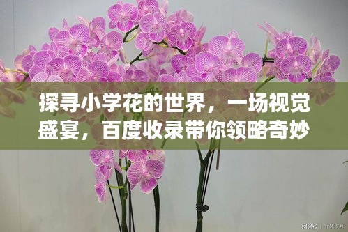 探寻小学花的世界，一场视觉盛宴，百度收录带你领略奇妙之旅！