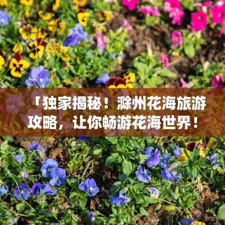 「独家揭秘！滁州花海旅游攻略，让你畅游花海世界！」