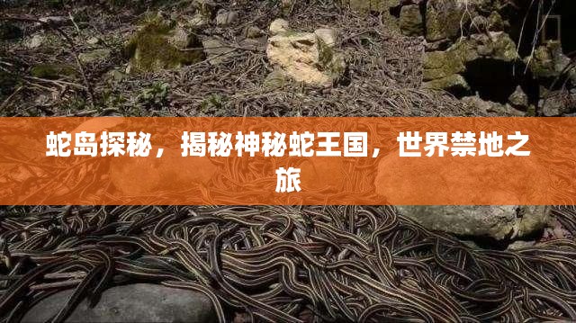 蛇岛探秘，揭秘神秘蛇王国，世界禁地之旅
