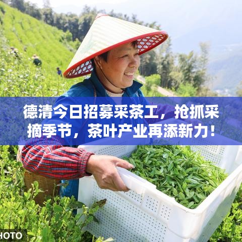 德清今日招募采茶工，抢抓采摘季节，茶叶产业再添新力！