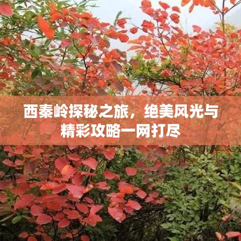 西秦岭探秘之旅，绝美风光与精彩攻略一网打尽