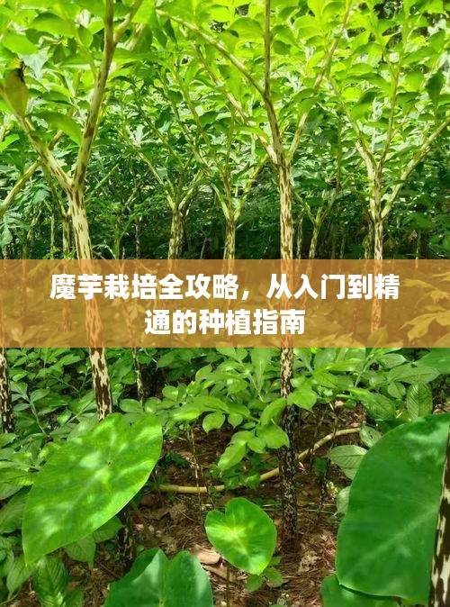 魔芋栽培全攻略，从入门到精通的种植指南