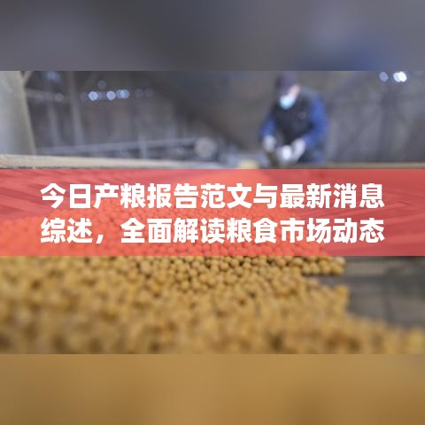 今日产粮报告范文与最新消息综述，全面解读粮食市场动态