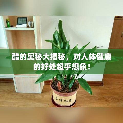 醋的奥秘大揭秘，对人体健康的好处超乎想象！