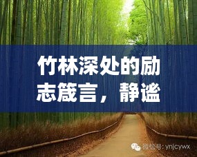 竹林深处的励志箴言，静谧成长，力量无穷