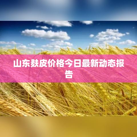 山东麸皮价格今日最新动态报告