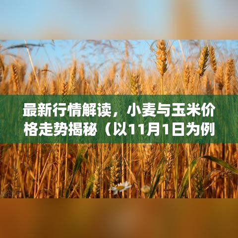 最新行情解读，小麦与玉米价格走势揭秘（以11月1日为例）