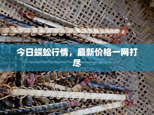 今日蜈蚣行情，最新价格一网打尽