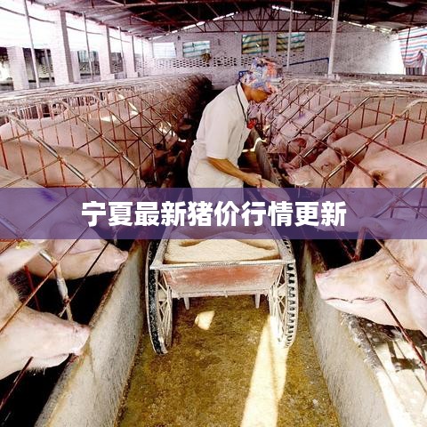 宁夏最新猪价行情更新