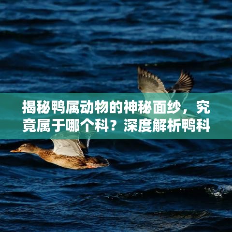 揭秘鸭属动物的神秘面纱，究竟属于哪个科？深度解析鸭科动物的奥秘！