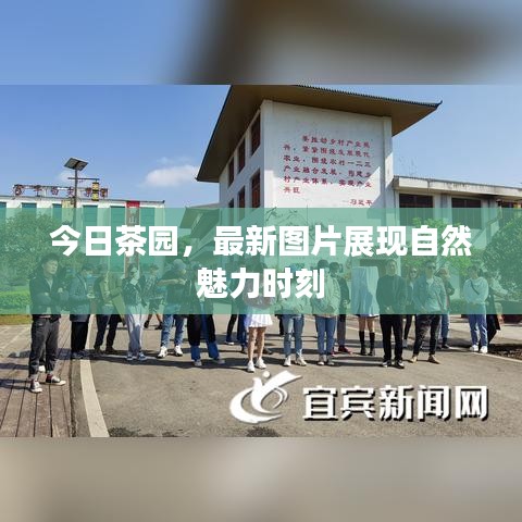 今日茶园，最新图片展现自然魅力时刻