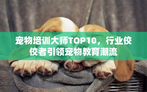 宠物培训大师TOP10，行业佼佼者引领宠物教育潮流