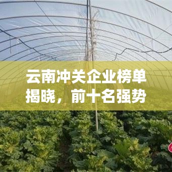 云南冲关企业榜单揭晓，前十名强势崛起！