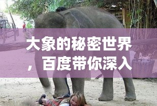 大象的秘密世界，百度带你深入探索巨兽奥秘