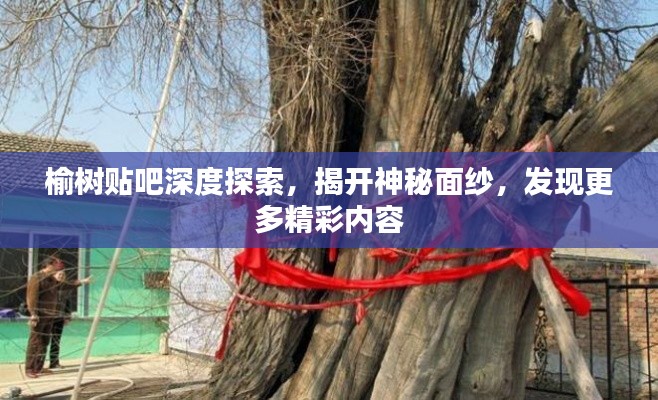 榆树贴吧深度探索，揭开神秘面纱，发现更多精彩内容