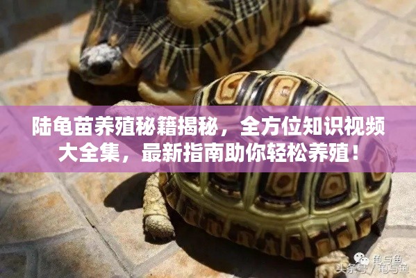 陆龟苗养殖秘籍揭秘，全方位知识视频大全集，最新指南助你轻松养殖！