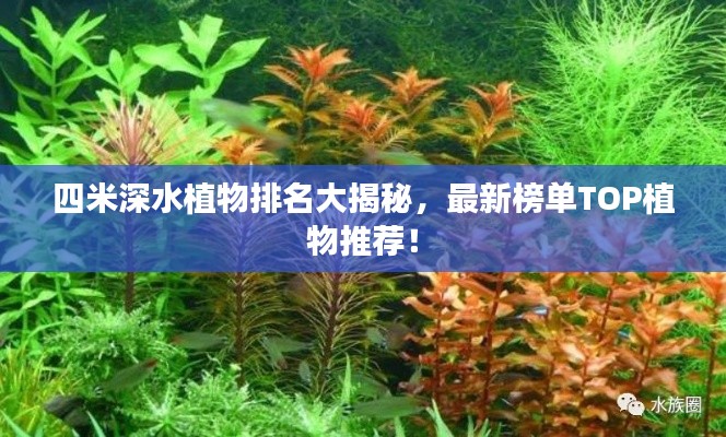 四米深水植物排名大揭秘，最新榜单TOP植物推荐！