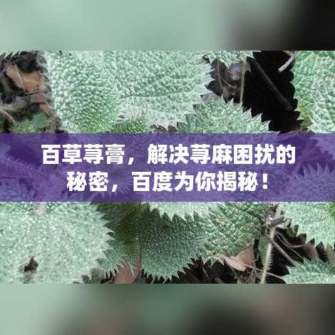 百草荨膏，解决荨麻困扰的秘密，百度为你揭秘！