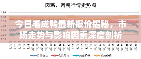 今日毛成鸭最新报价揭秘，市场走势与影响因素深度剖析