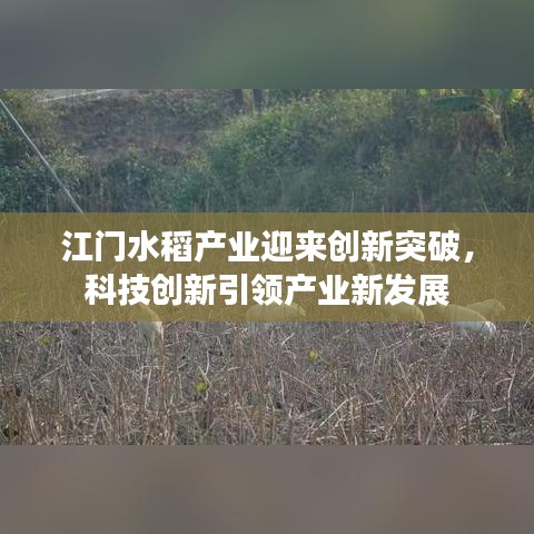 江门水稻产业迎来创新突破，科技创新引领产业新发展