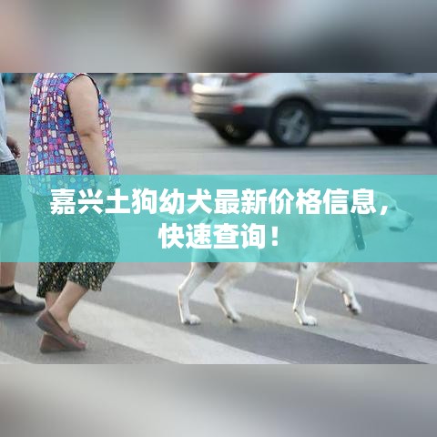 嘉兴土狗幼犬最新价格信息，快速查询！