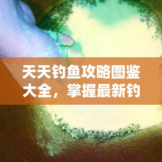 天天钓鱼攻略图鉴大全，掌握最新钓技，轻松钓获珍稀鱼种！
