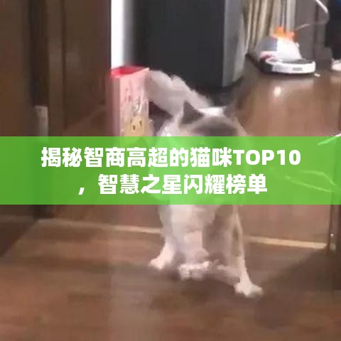 揭秘智商高超的猫咪TOP10，智慧之星闪耀榜单