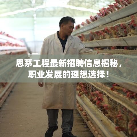 思茅工程最新招聘信息揭秘，职业发展的理想选择！