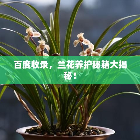 百度收录，兰花养护秘籍大揭秘！