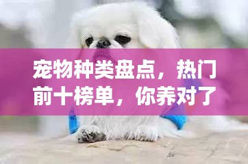 宠物种类盘点，热门前十榜单，你养对了吗？