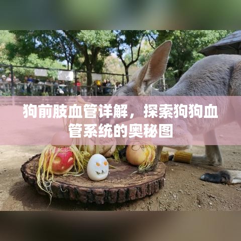 狗前肢血管详解，探索狗狗血管系统的奥秘图