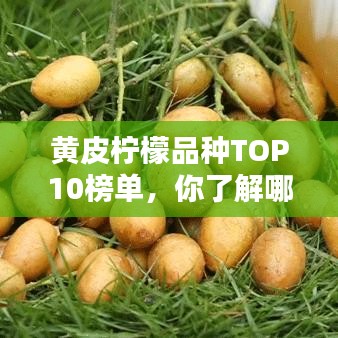 黄皮柠檬品种TOP10榜单，你了解哪些？