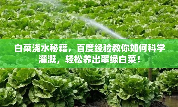 白菜浇水秘籍，百度经验教你如何科学灌溉，轻松养出翠绿白菜！