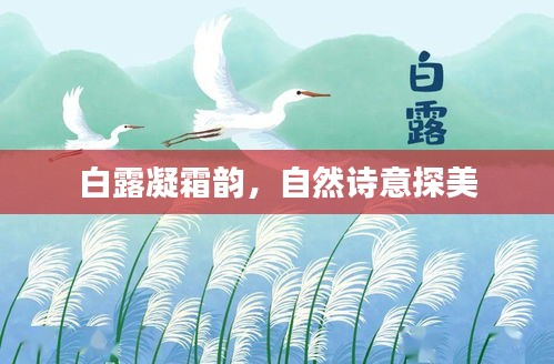 白露凝霜韵，自然诗意探美