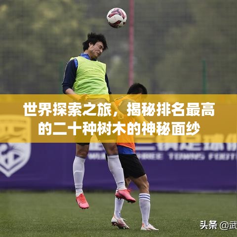 世界探索之旅，揭秘排名最高的二十种树木的神秘面纱