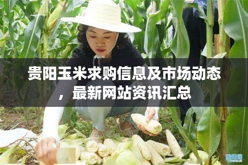 贵阳玉米求购信息及市场动态，最新网站资讯汇总