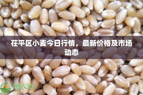 茌平区小麦今日行情，最新价格及市场动态