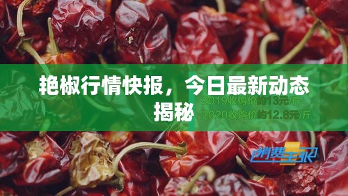 艳椒行情快报，今日最新动态揭秘