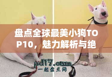 盘点全球最美小狗TOP10，魅力解析与绝美图片欣赏