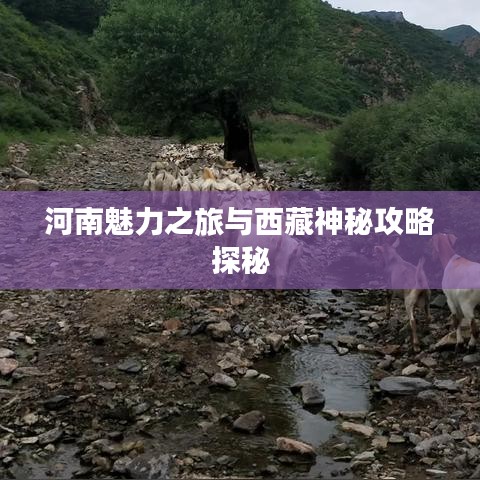 河南魅力之旅与西藏神秘攻略探秘