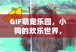 GIF萌宠乐园，小狗的欢乐世界，感受无限魅力！