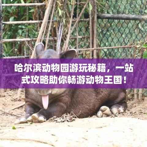 哈尔滨动物园游玩秘籍，一站式攻略助你畅游动物王国！
