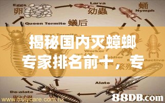 揭秘国内灭蟑螂专家排名前十，专业除虫有保障！