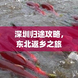 深圳归途攻略，东北返乡之旅