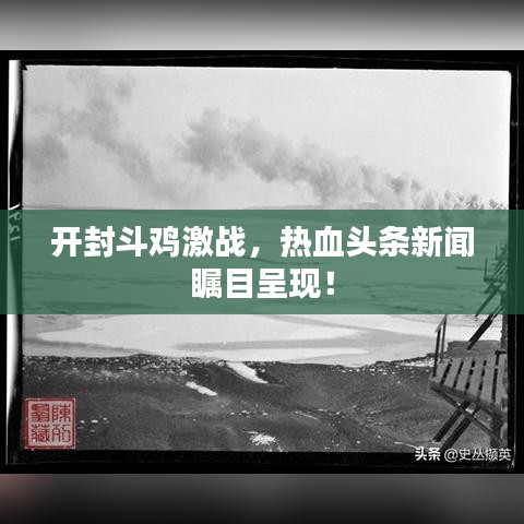 开封斗鸡激战，热血头条新闻瞩目呈现！